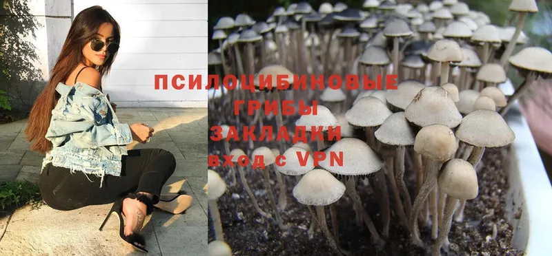 Псилоцибиновые грибы Psilocybe  Лениногорск 